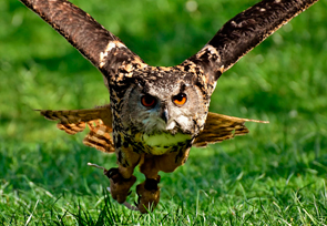 Eule beim Fliegen über Wiese.