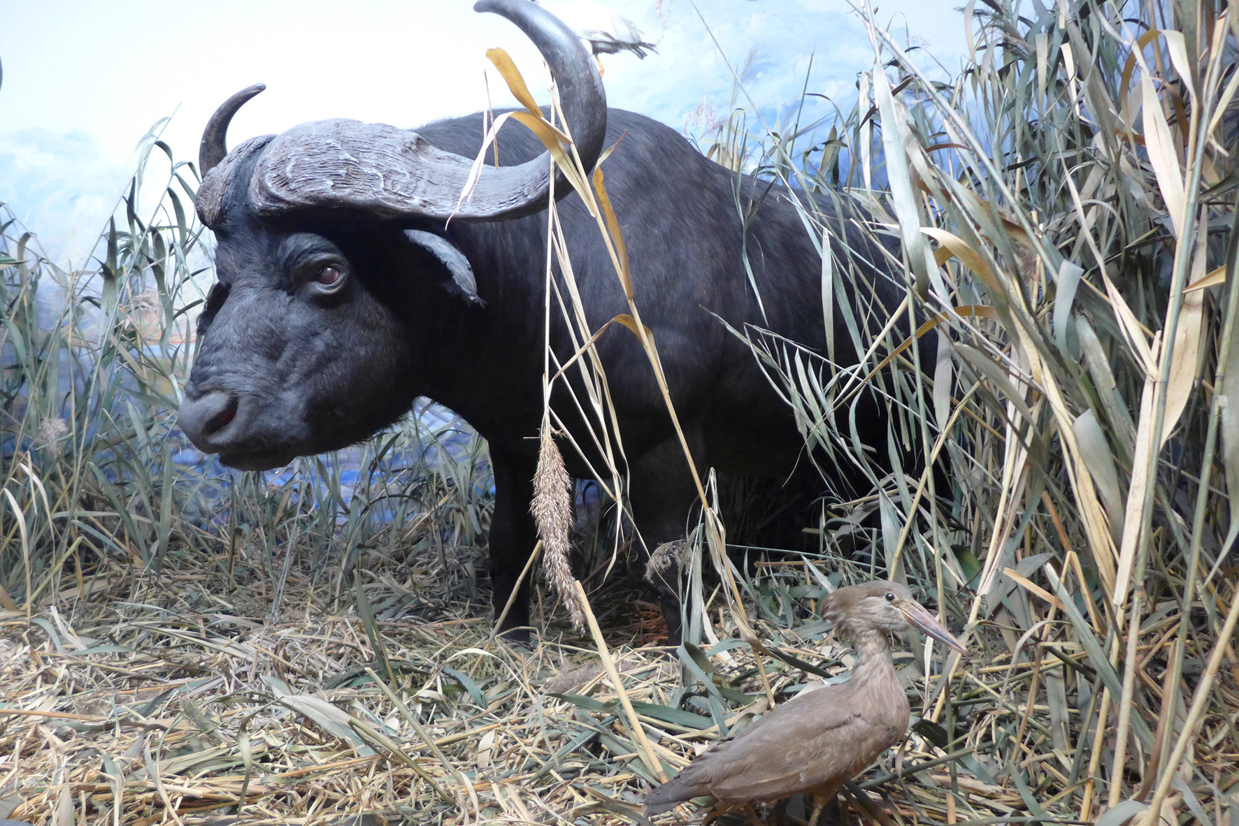 Wasserbüffel in einem sumpfigen Gewässer
