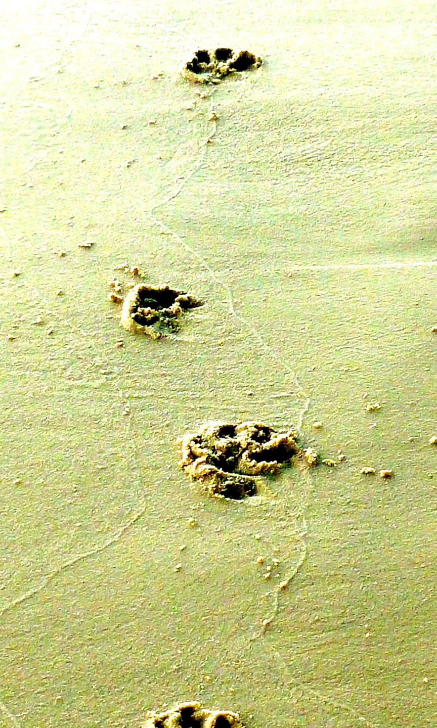 Tierspuren im Sand