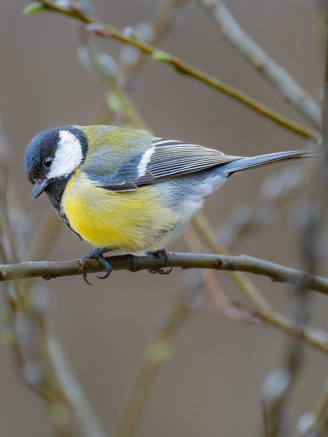 Kohlmeise sitzt auf einem Ast.