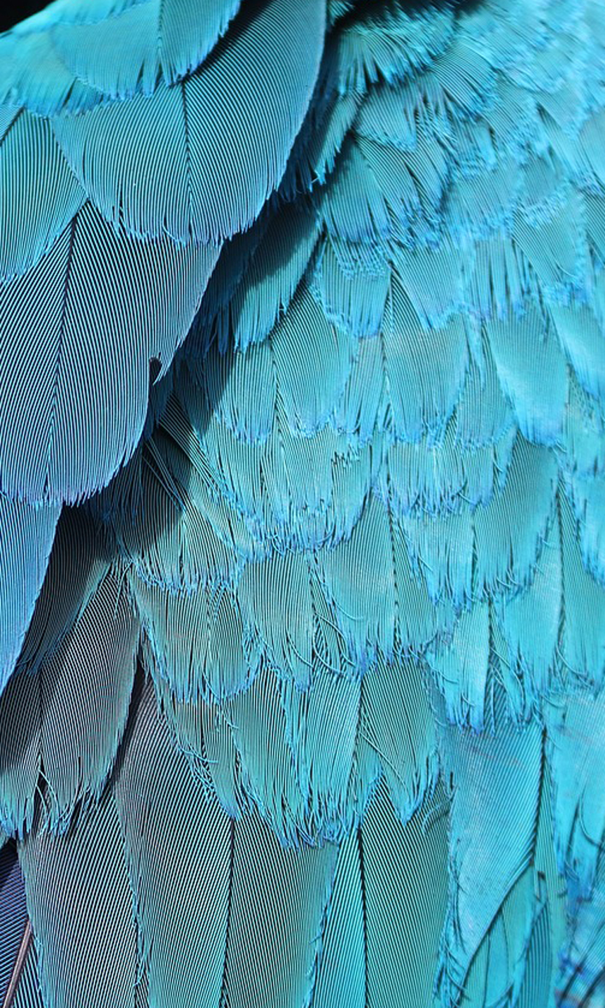 Blaue Federn eines Vogels.