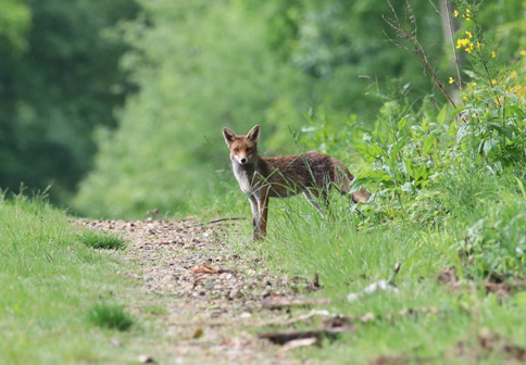Fuchs stehe an einem Waldweg und schaut in die Kamera.