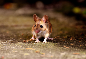 Maus sitzt auf der Erde.