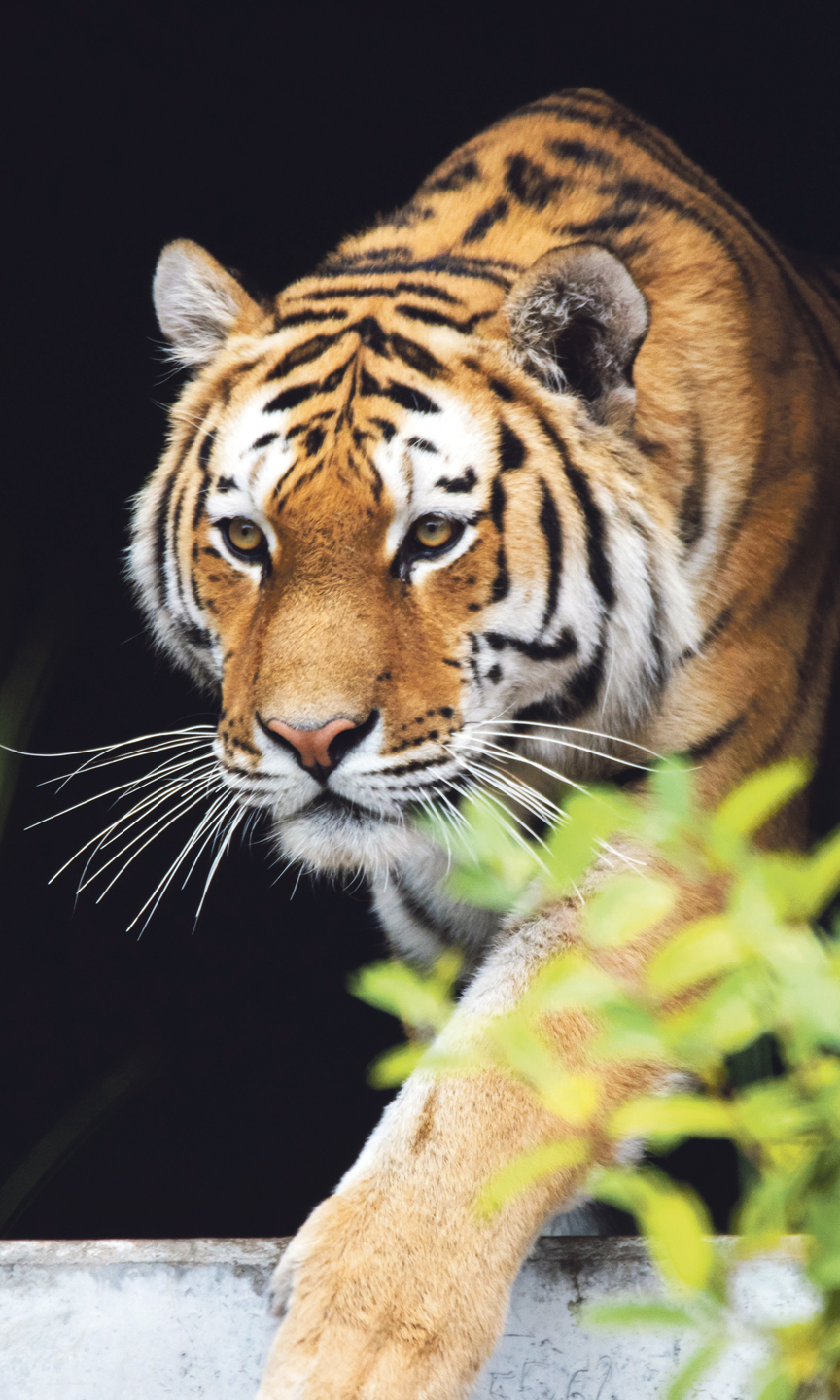Amurtiger kommt aus einem Tunnel hinaus.