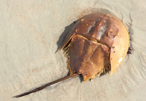 Fotographie eines Pfeilschwanzkrebs im seichten Wasser.