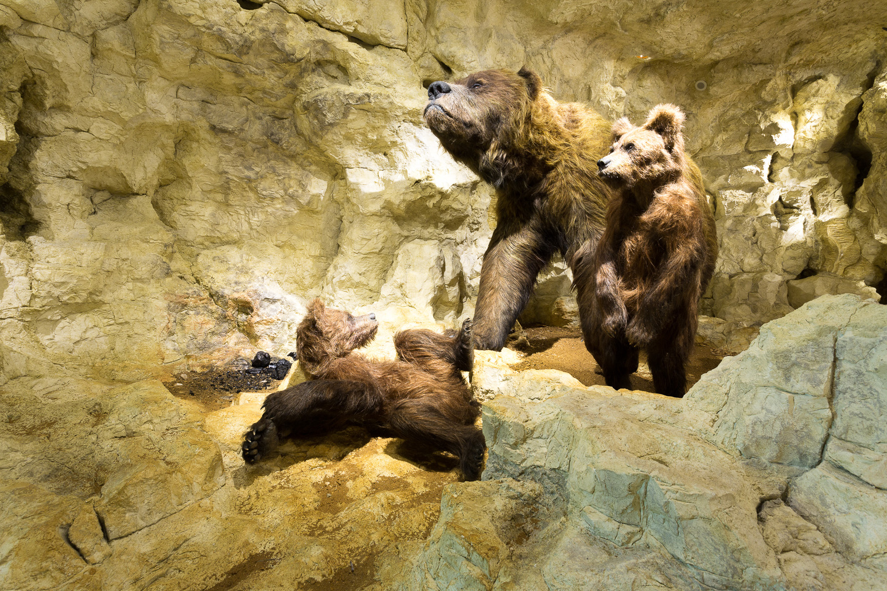Bärenmutter mit Jungen in einer Höhle