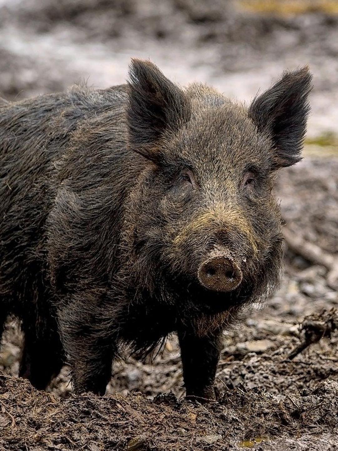 Wildschwein im Wald