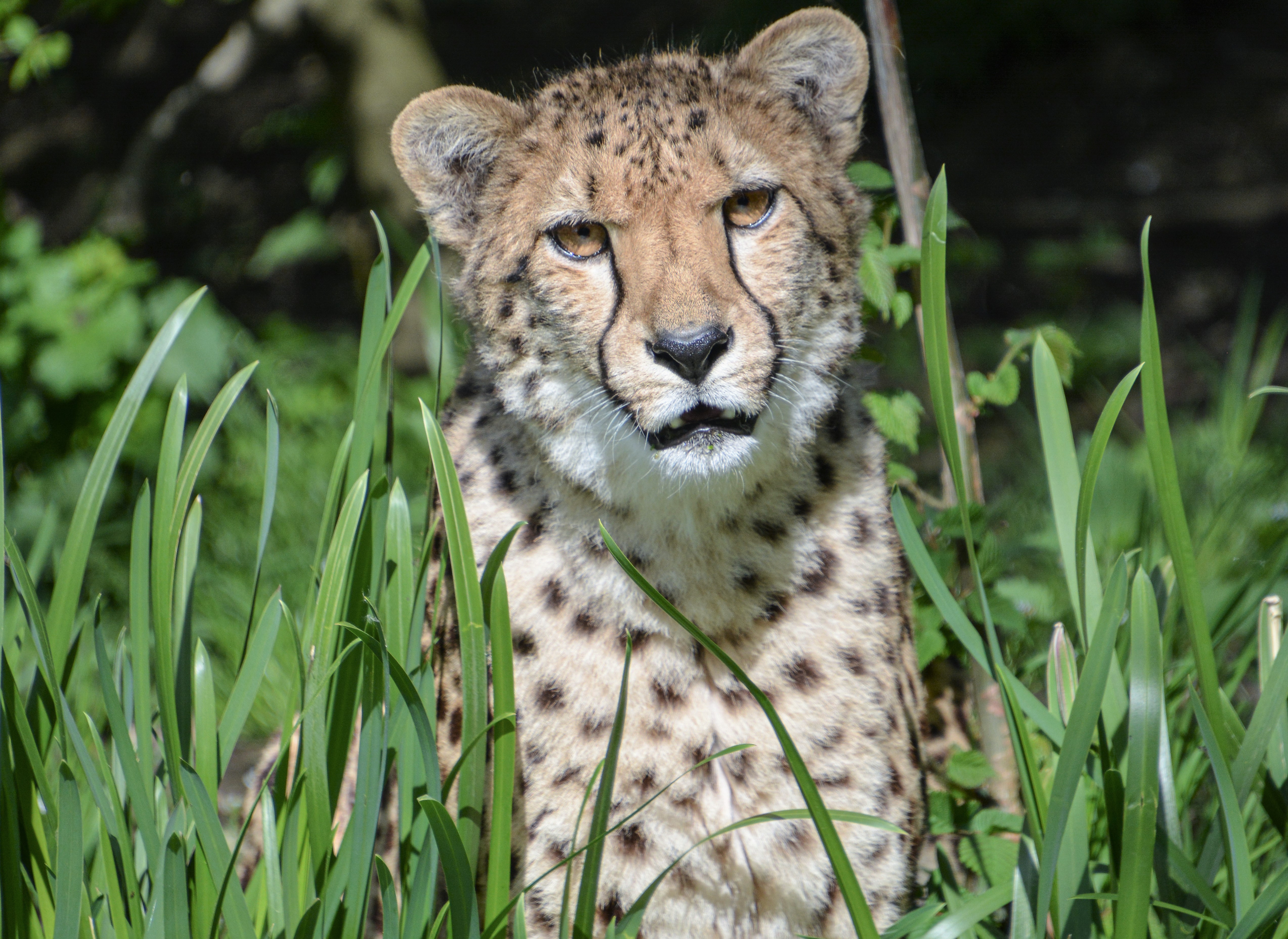 Gepard in hohem Gras