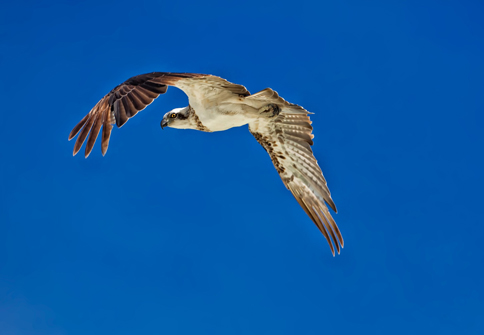 Bussard im Flug am blauen Himmel