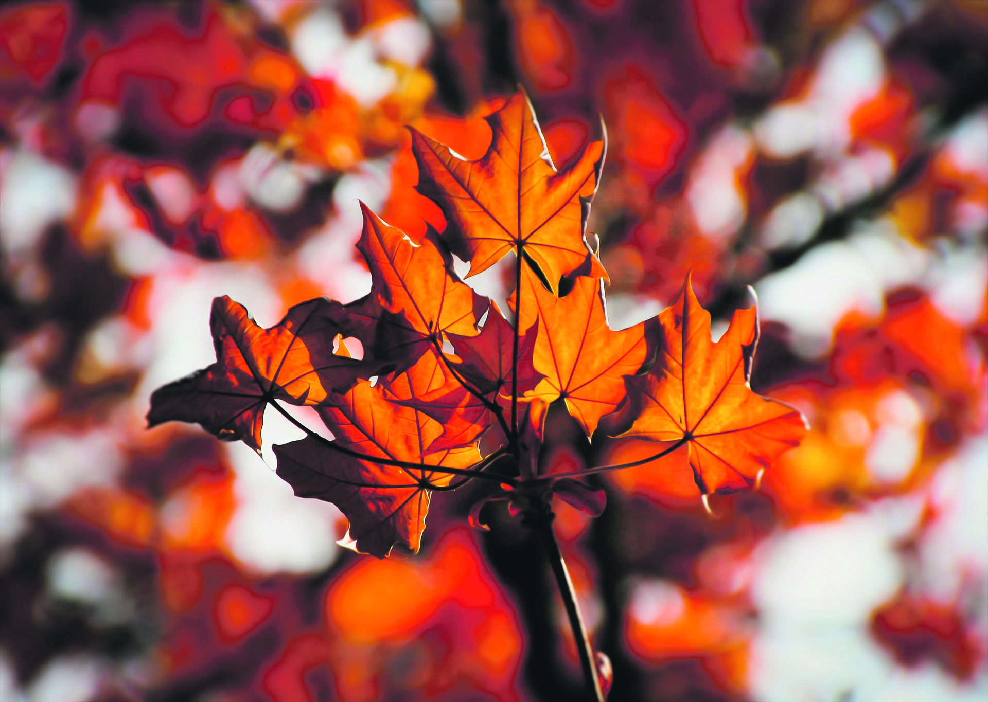 Orangene Herbstblätter