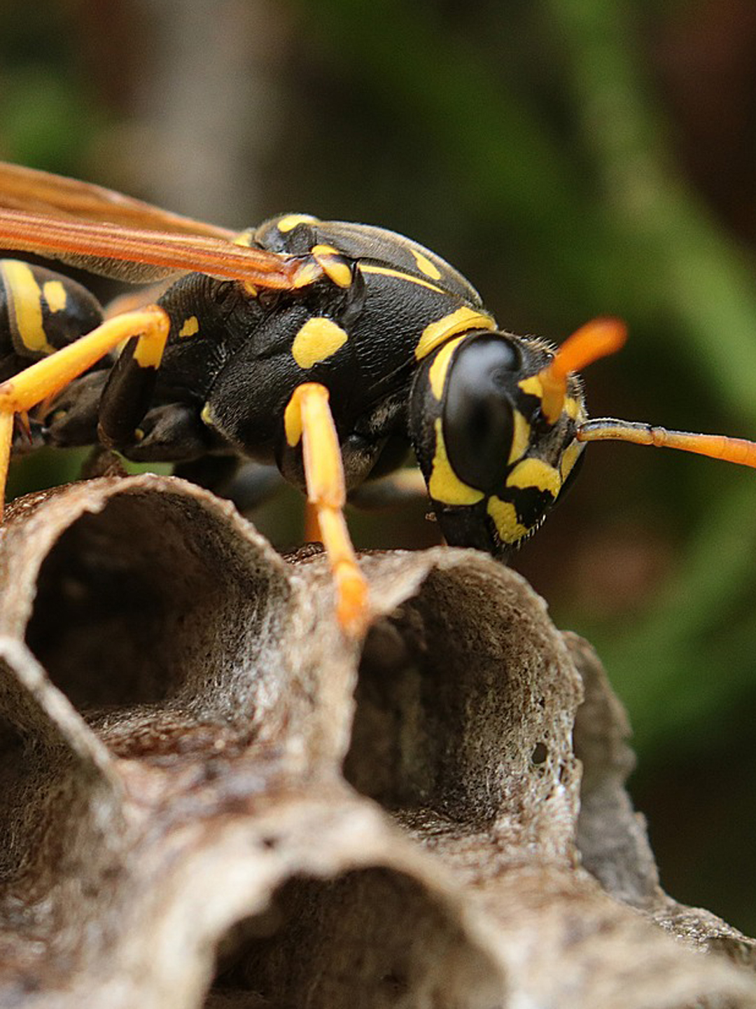 Wespe mit einem Wespennest