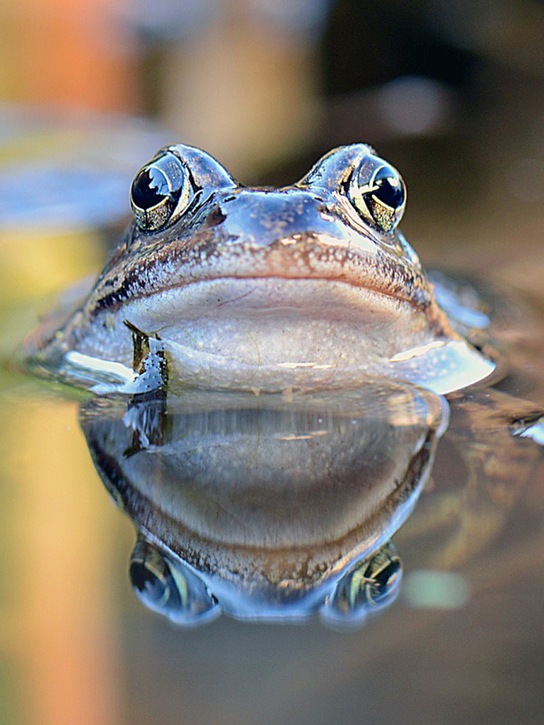 Frosch halb an Land, halb im Wasser.