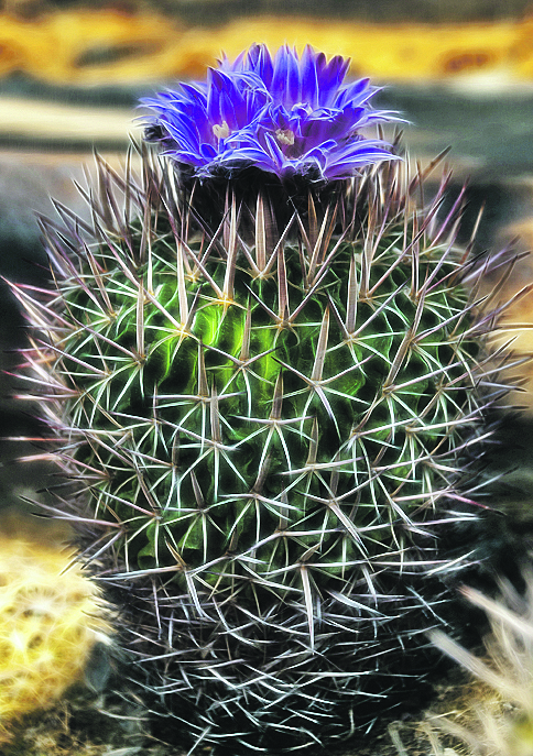 Kaktus mit einer lila Blüte