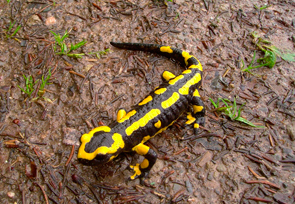 Feuersalamander, schwarze Echse mit gelben Punkten.