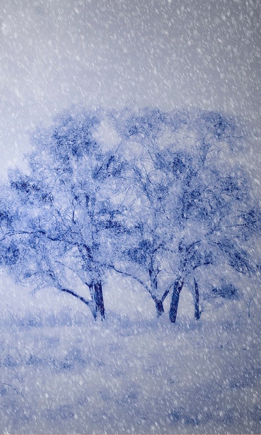 Illustration von zwei Bäumen im Schneegestöber.