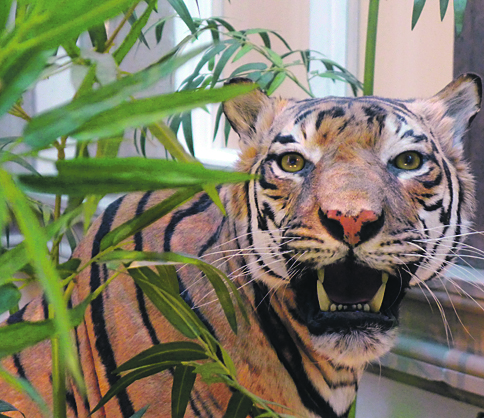 Tiger hinter einer Pflanze