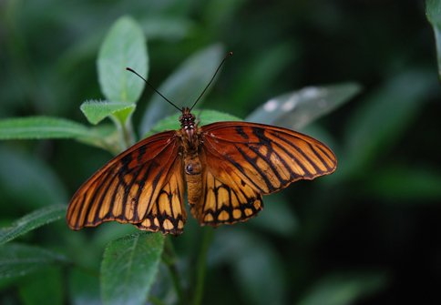 Organgefarbener Schmetterling sitzt auf einer lila Blüte.