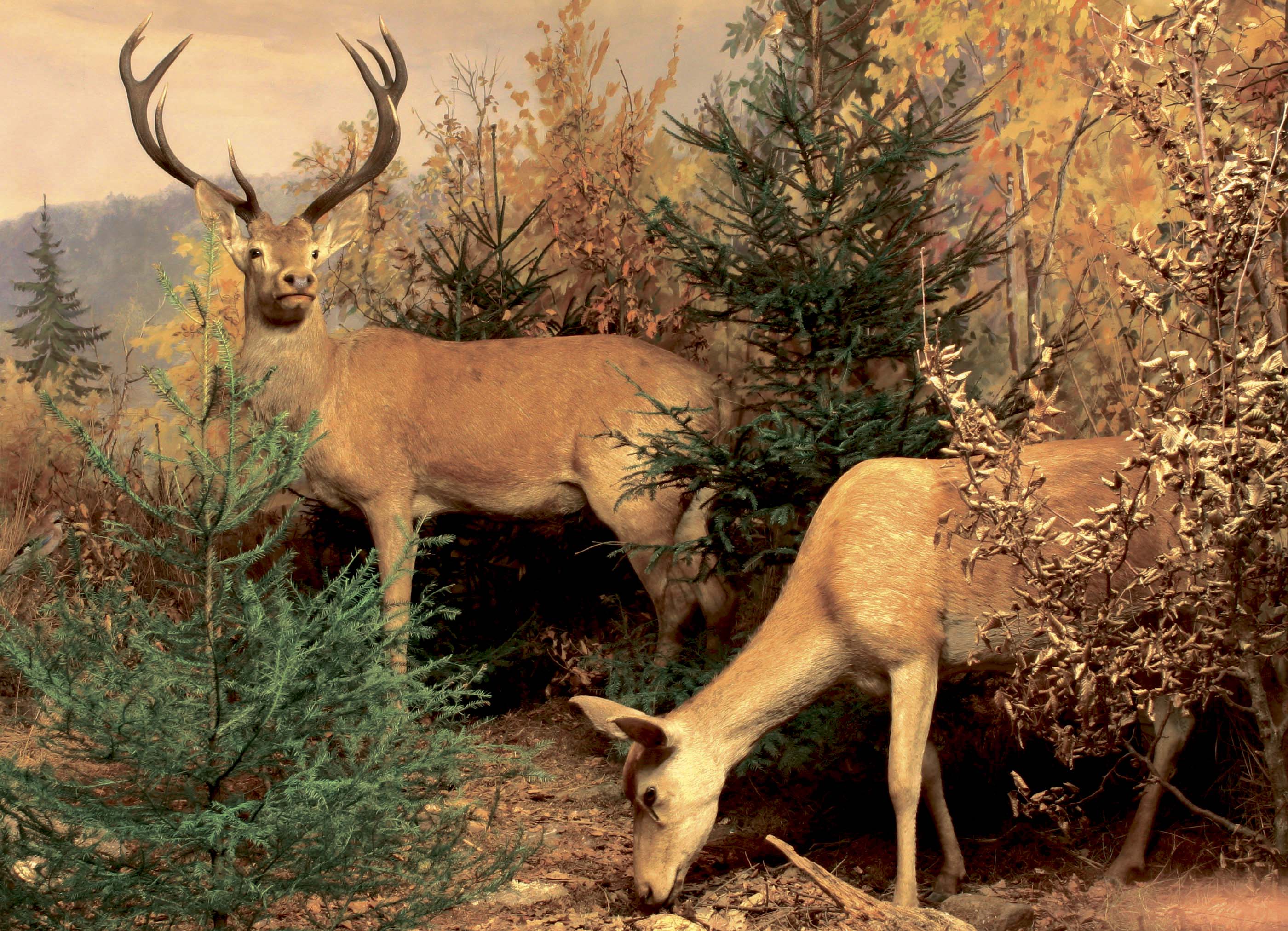 Ausstellungsstück aus dem Museum