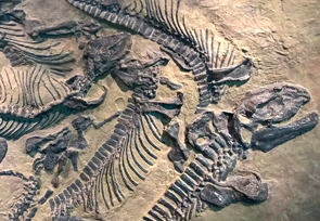 Fossilien. Versteinerte Tiere.