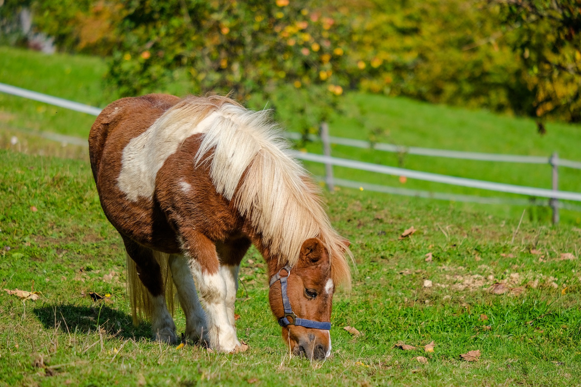 Ein Pony frisst Gras